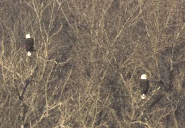 Bald Eagles at Starved Rock State Park - Illinois