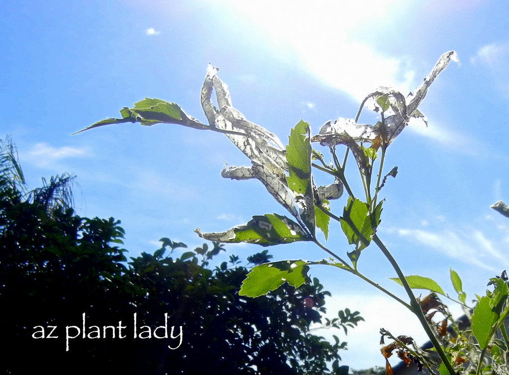 Are Caterpillars Eating Your Shrubs? How to Recognize and Treat Them