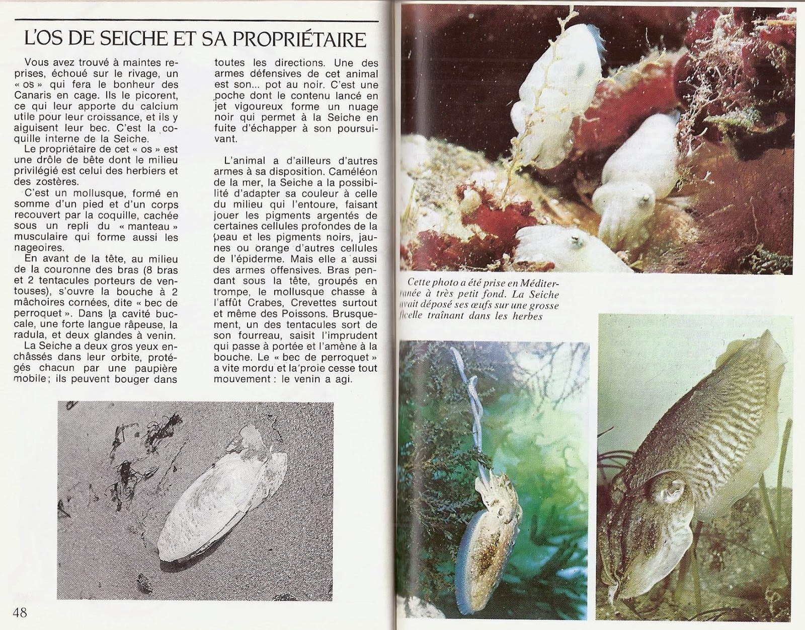 Leçons de choses: Au bord de la mer (grand format pour grand écran)