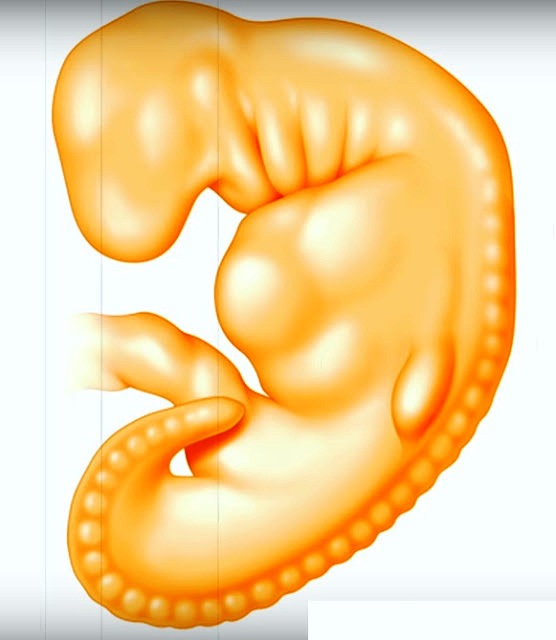 5 Haftalık Gebelik (Hamilelik) Ultrason Görüntüleri