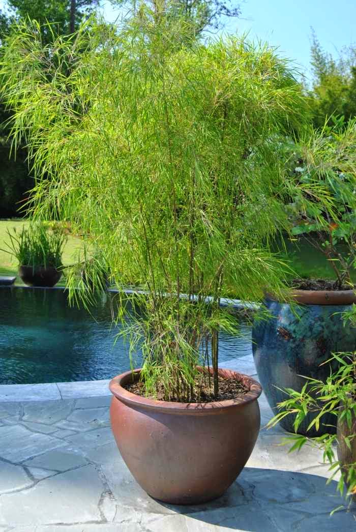 Bamboo In The Garden - A Fascinating And Versatile Plant ...