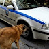 Απίστευτο! Σκύλος έστειλε στο νοσοκομείο 3 αστυνομικούς στους Αμπελόκηπους