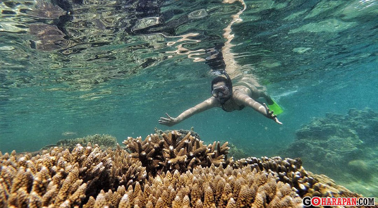 snorkeling di pulau harapan kepulauan seribu utara underwater pulau harapan