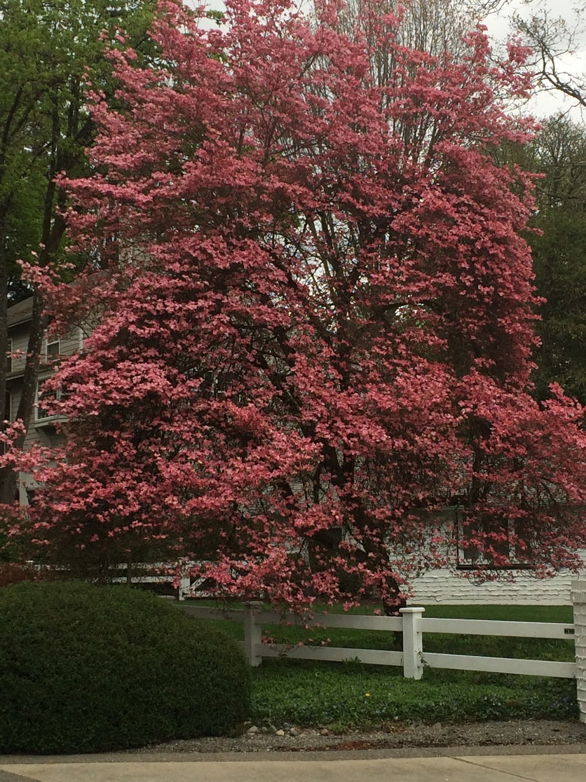 Lakewood Living Lakewood WA Spring Flowers....