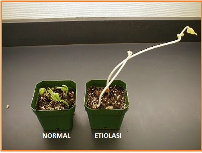 Apabila tanaman ditumbuhkan di tempat yang gelap akan menunjukkan gejala etiolasi dengan ciri-ciri