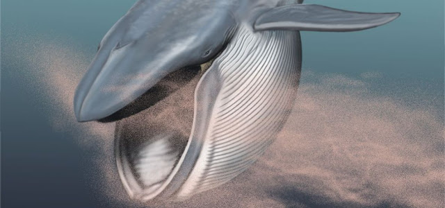 Alimentacion de la ballena azul y zoologia