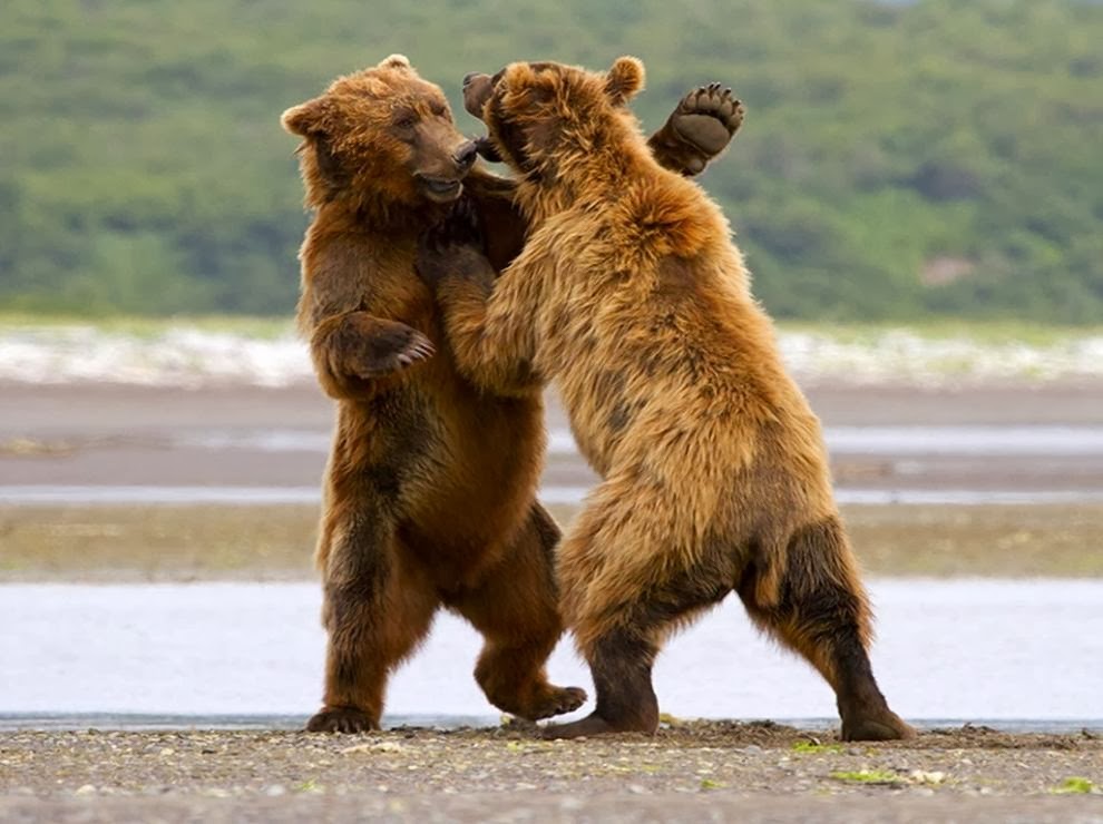 osos peleando