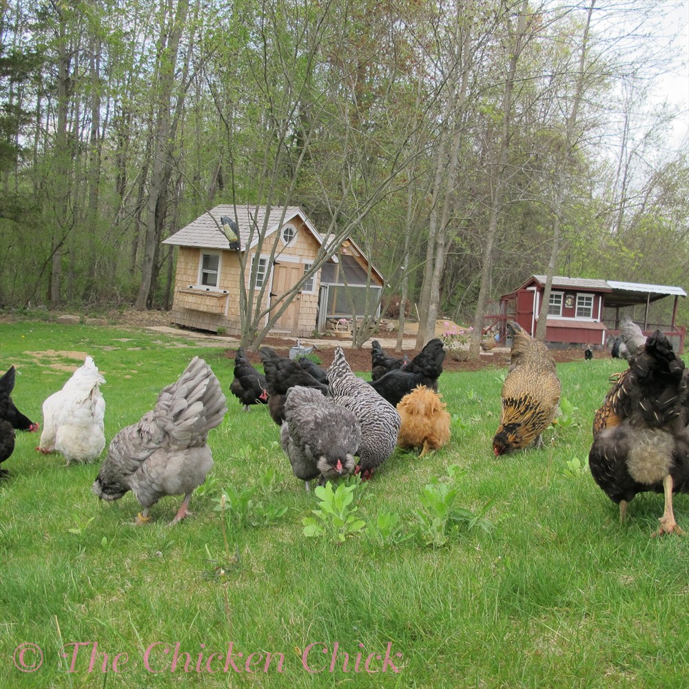 House Construction Quail House Construction