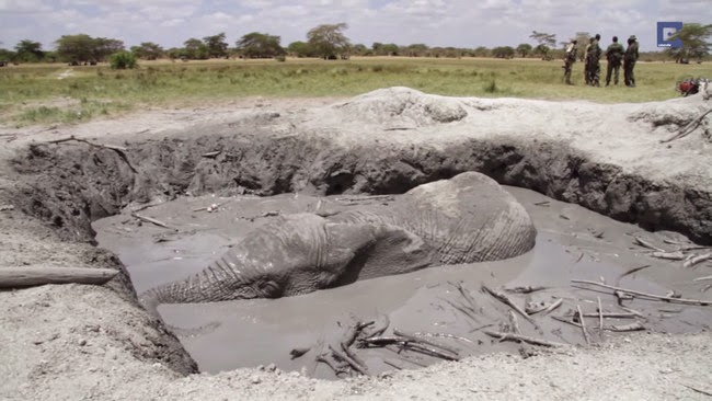 فيل في حفرة من الطين