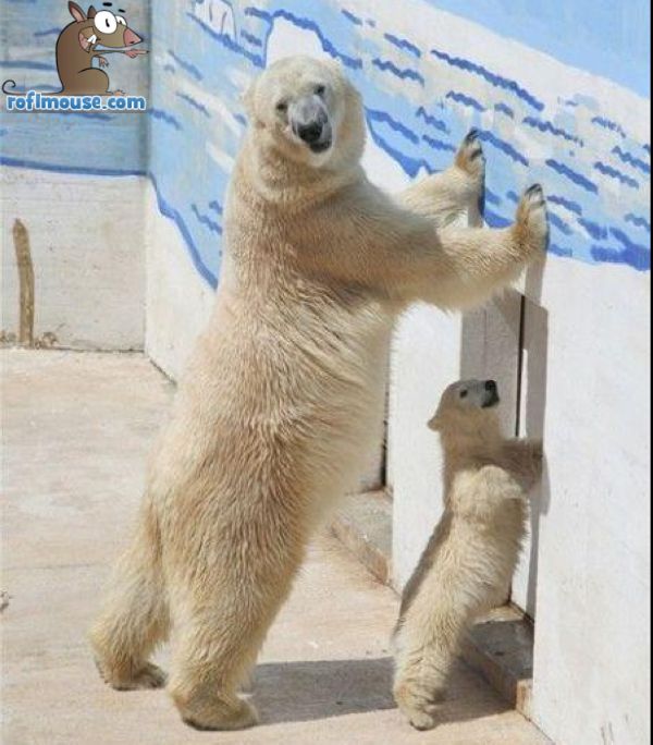 Animals Hands Up Latest Pictures Funny And Cute Animals