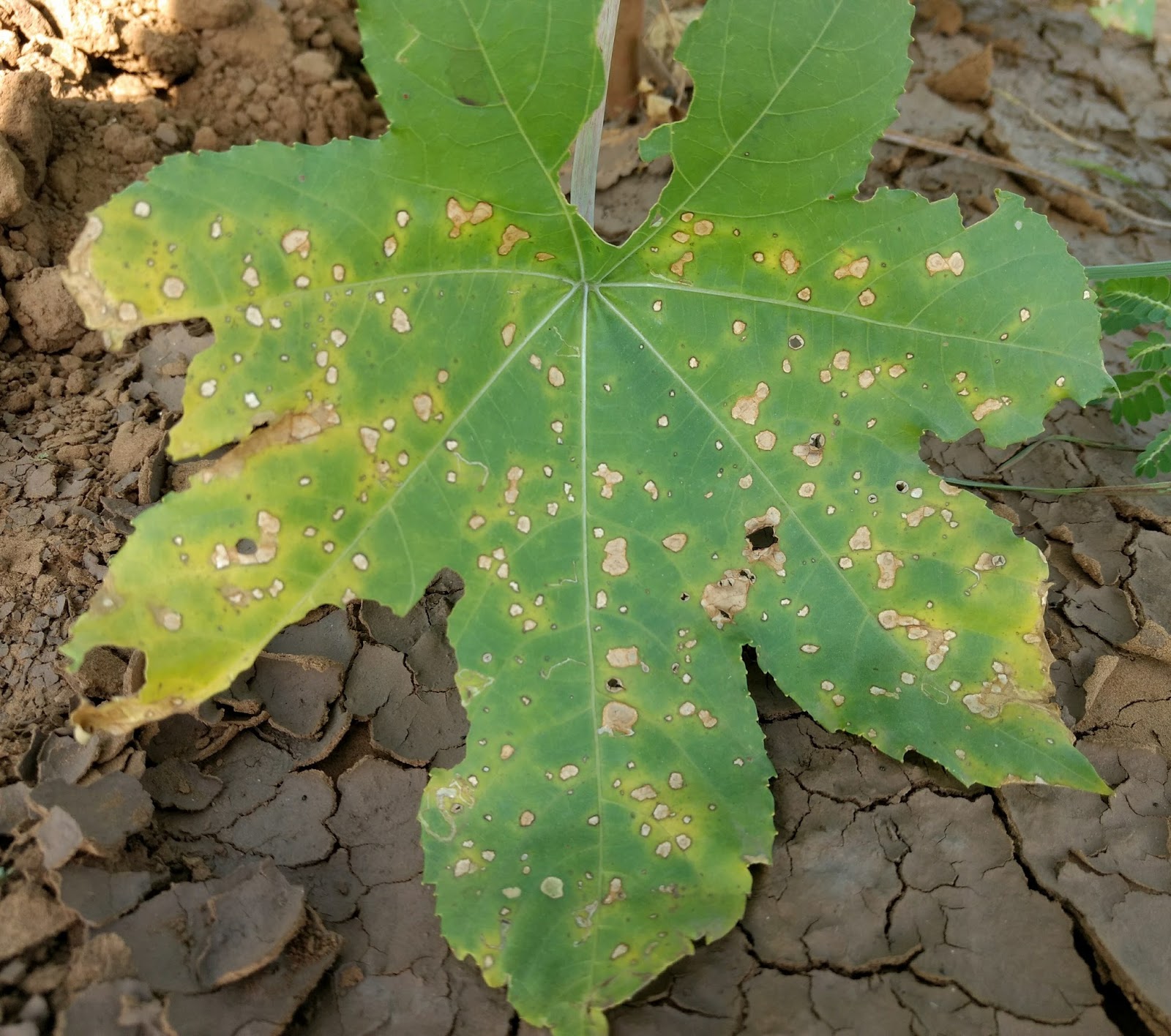 ID BuDDy PLANT PATHOLOGY Disease of Field Crops and Their Management