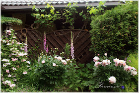 rozes Louis Odier,  foxglove, digitalis,  peonies, romantic garden, clematis asao, clematis alpina constans, hagley hybrid