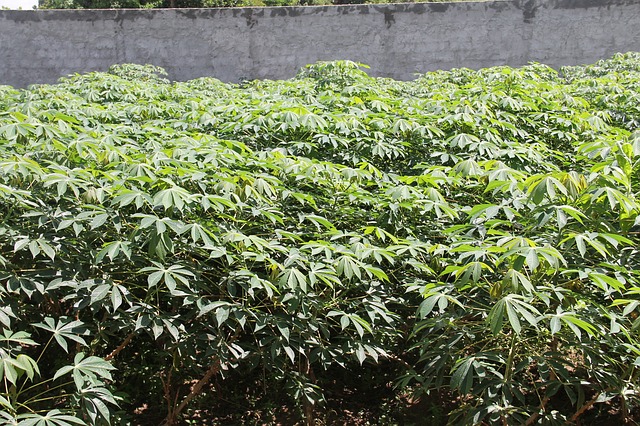 perawatan kayu
