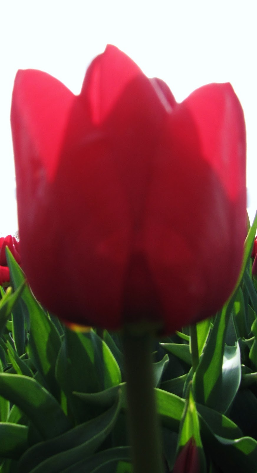 Sobre vivir en Holanda: La extranjera que simboliza a Holanda...