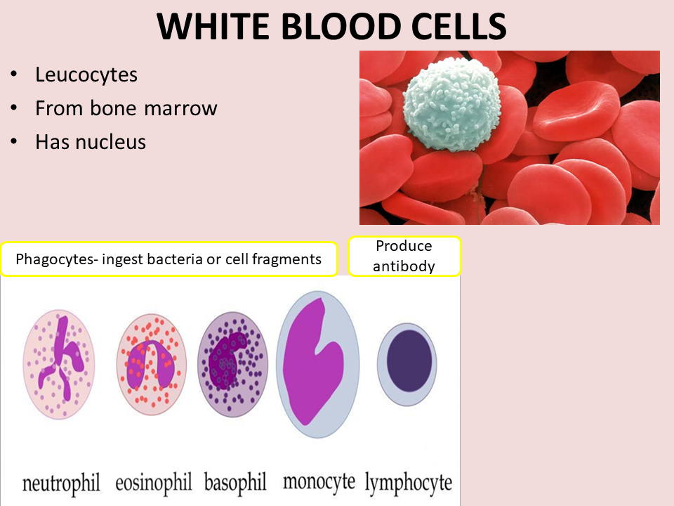 Grade 11: Chapter 2 - TRANSPORT IN MAMMALS