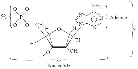 nucleotide