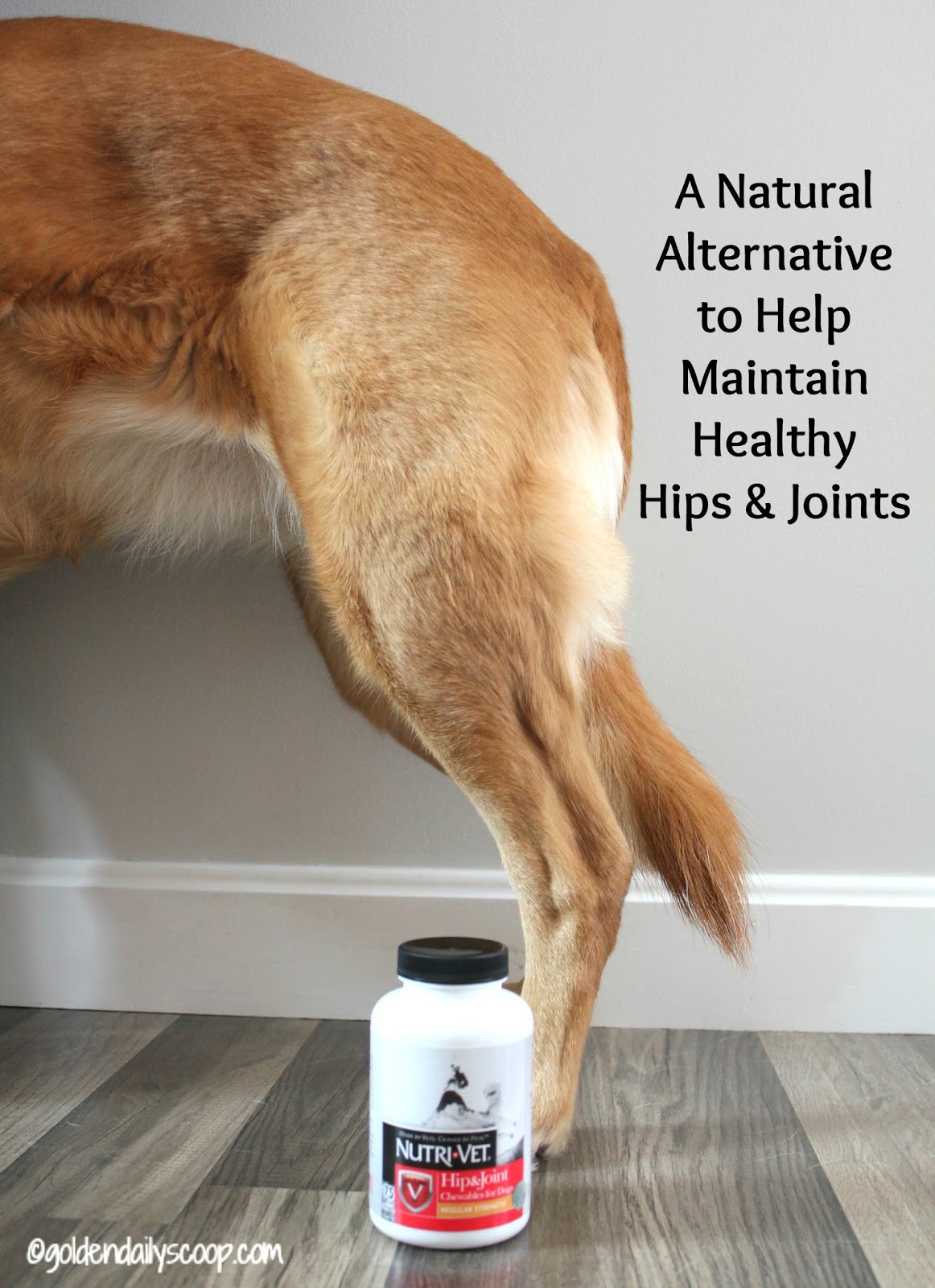 How NutriVet Helps My Dog With Hip Dysplasia & Arthritis