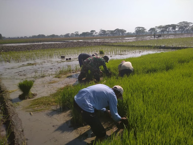 Dengan Penuh Semangat Babinsa Juwok Bantu Petani Daut