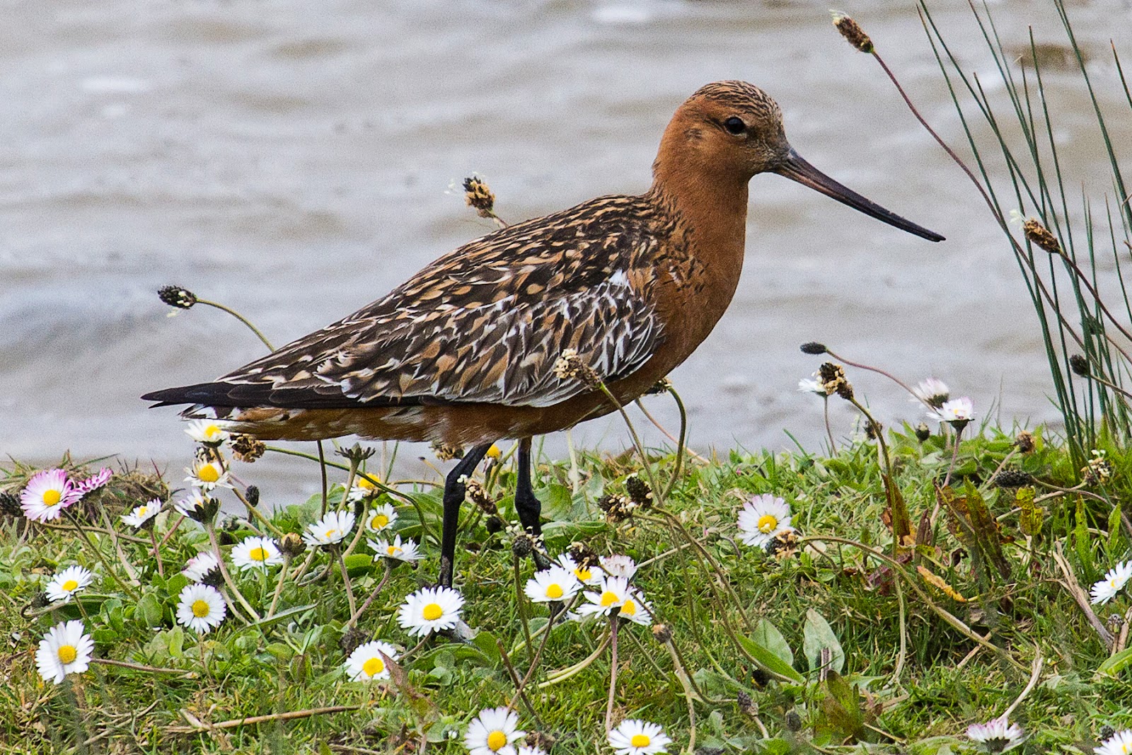 Barnsley Bird Sightings Broomhill Flash Bartailed Godwits 03.05.17