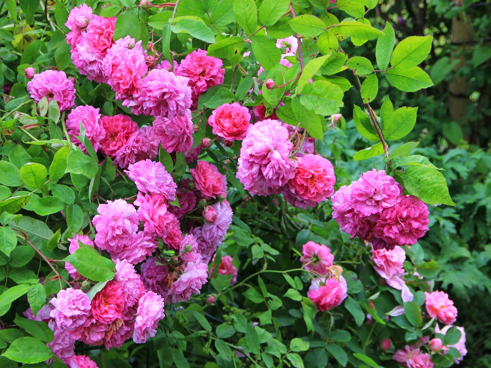 Torils garden: Seven Sisters Rose var spesielt vakker i fjor sommer