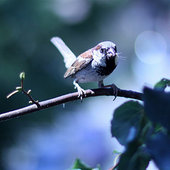 'sparrer' by Jenny Downing on Flickr