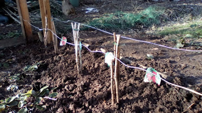 Rasberries planted 80 Minute Allotment Green Fingered Blog