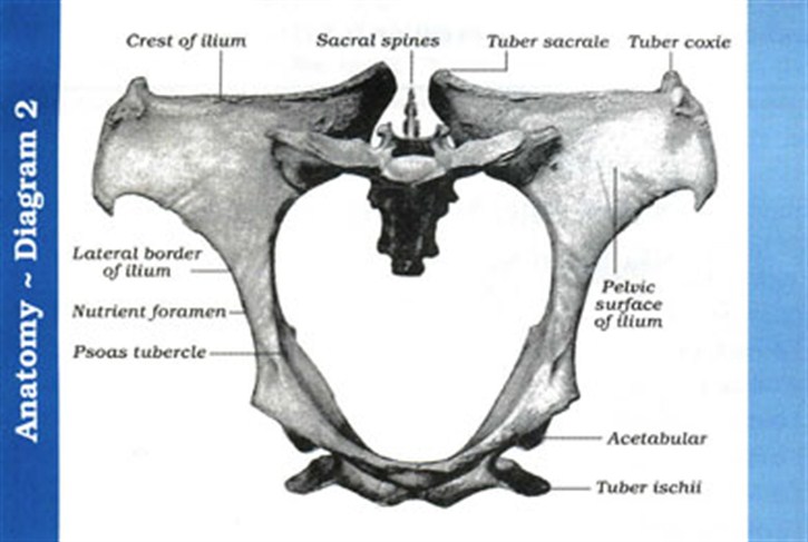 Horse Life and Love: The Hindleg