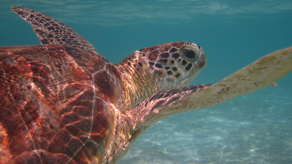 Chráníme mořské želvy