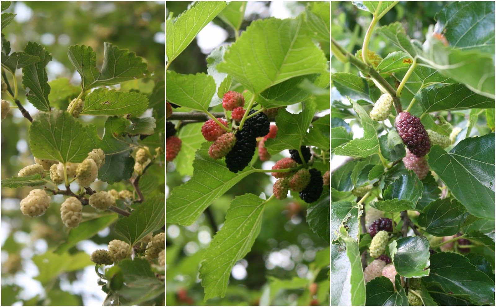 Balkan Ecology Project Mo' Mulberry The Essential Guide to all you
