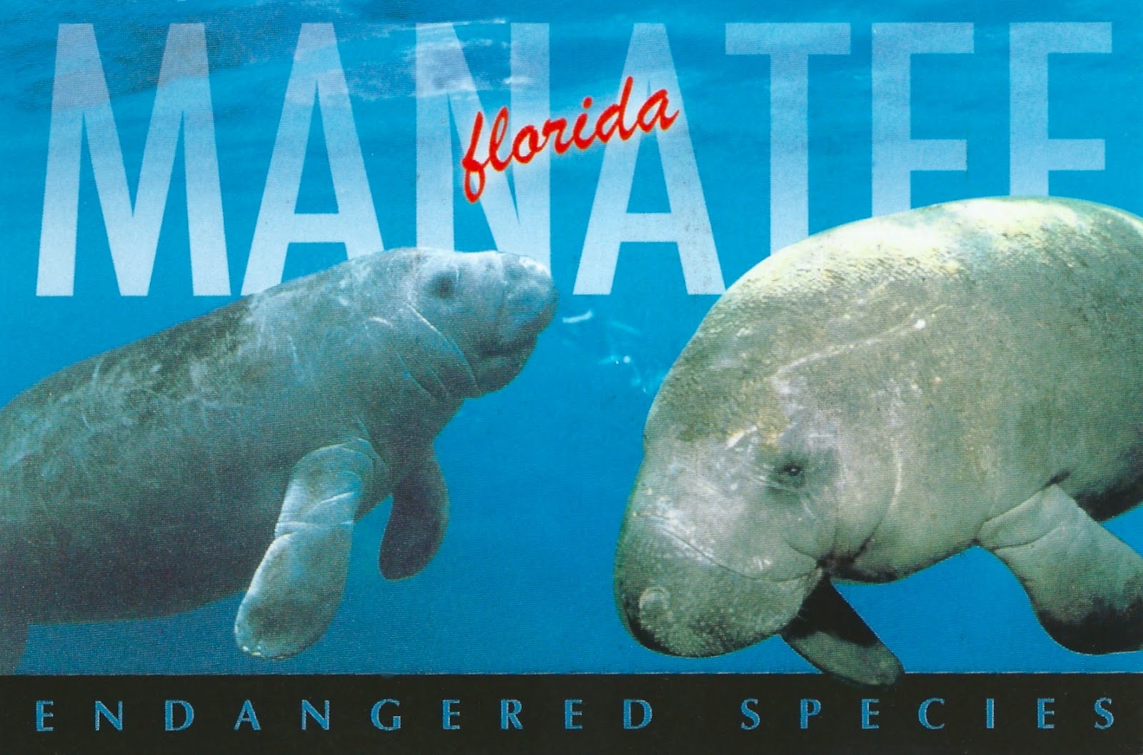 My Favorite Animal Postcards: Manatees - Endangered Species