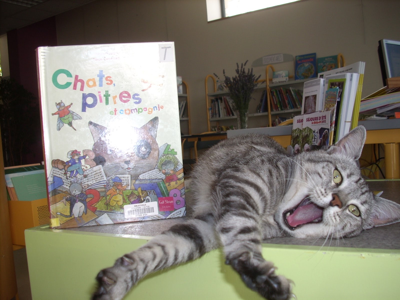 Chat Mignon Dans La Bibliothèque | Photo Gratuite