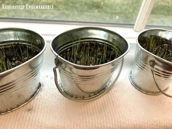 Grass Seed Sprouts in small tin pots