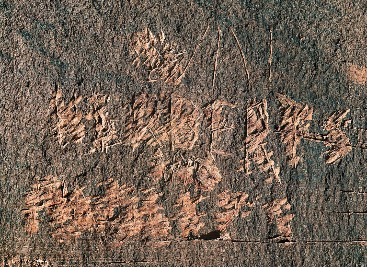 Elizabeth Avedon Journal 11 2018