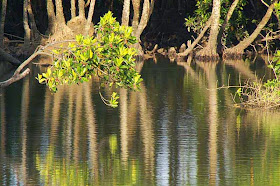 mangrove trees, reflection,river