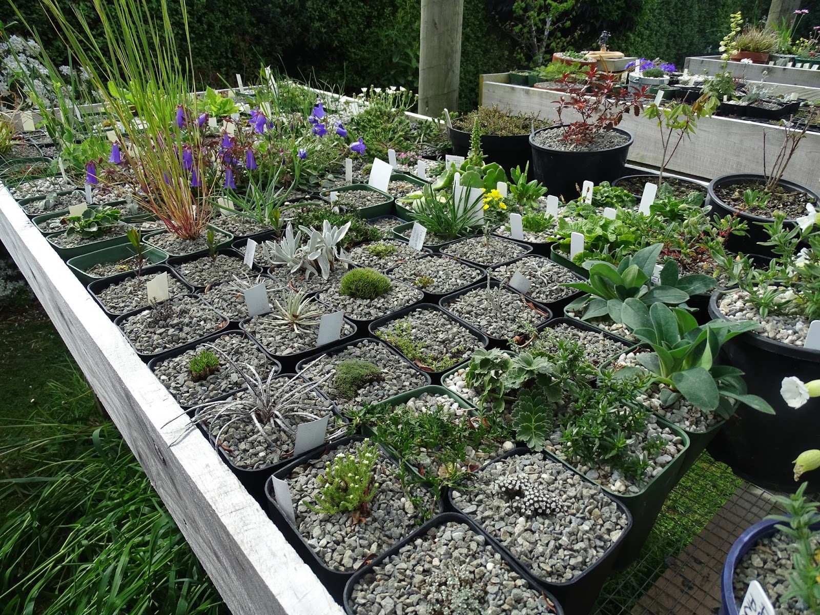 Prairiebreak: November snapshot of a Plantsman's garden near