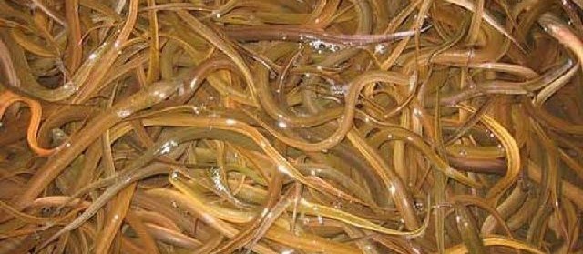 Cara Budidaya Belut dalam Kolam dan Drum