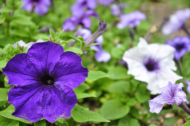 Wake Up and Smell the Petunias: Keeping Family Traditions