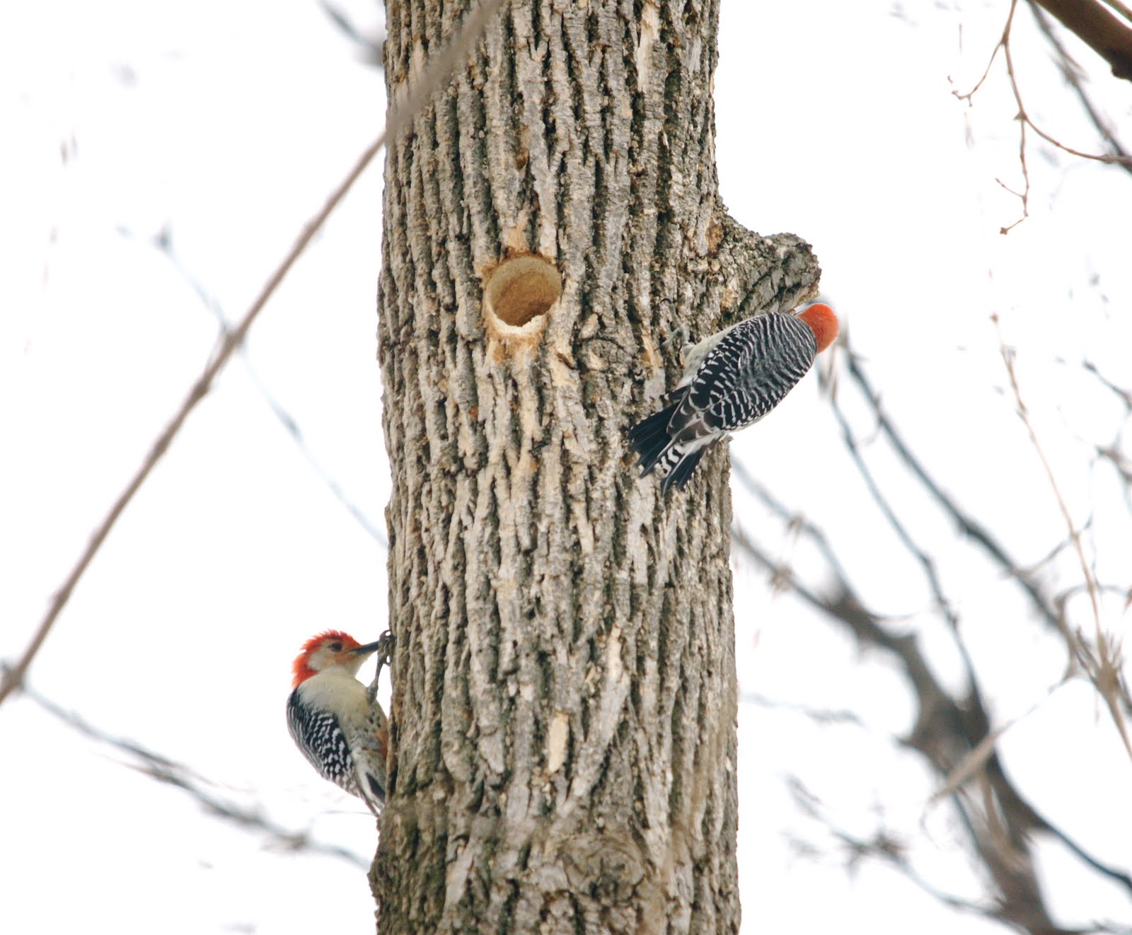 Nature Works Photography: Red bellied woodpecker pair Hollowing out