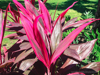 Red Leaves Of Cordyline Fruticosa Plants In The Garden
