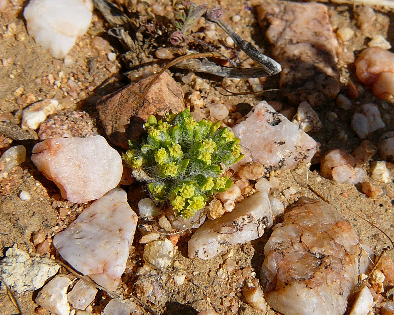 The Rare Plant Treasure Hunt April Rare Finds