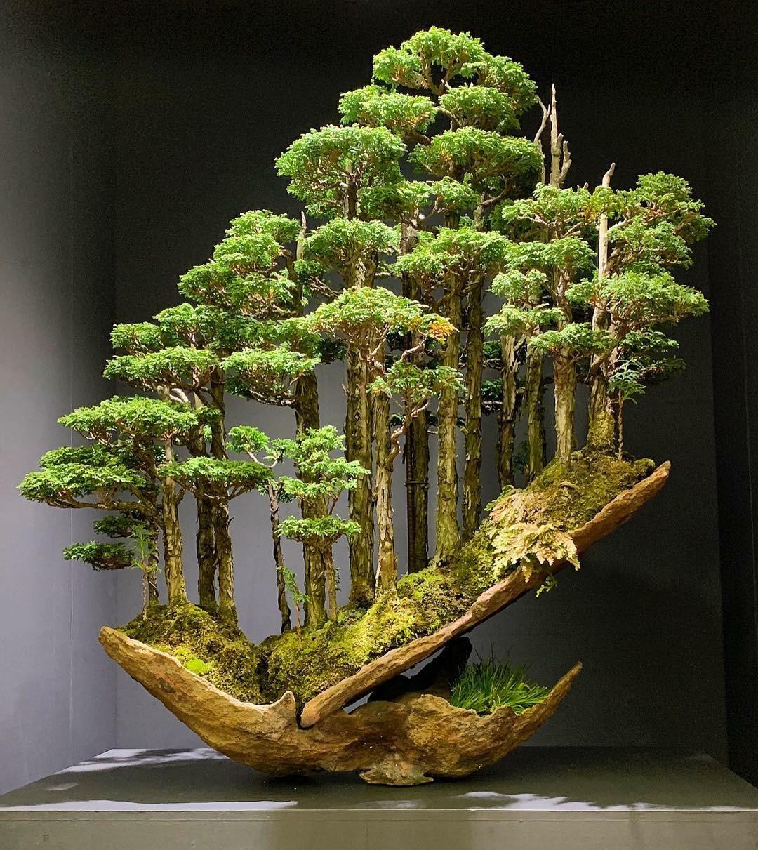 tywkiwdbi-tai-wiki-widbee-bonsai
