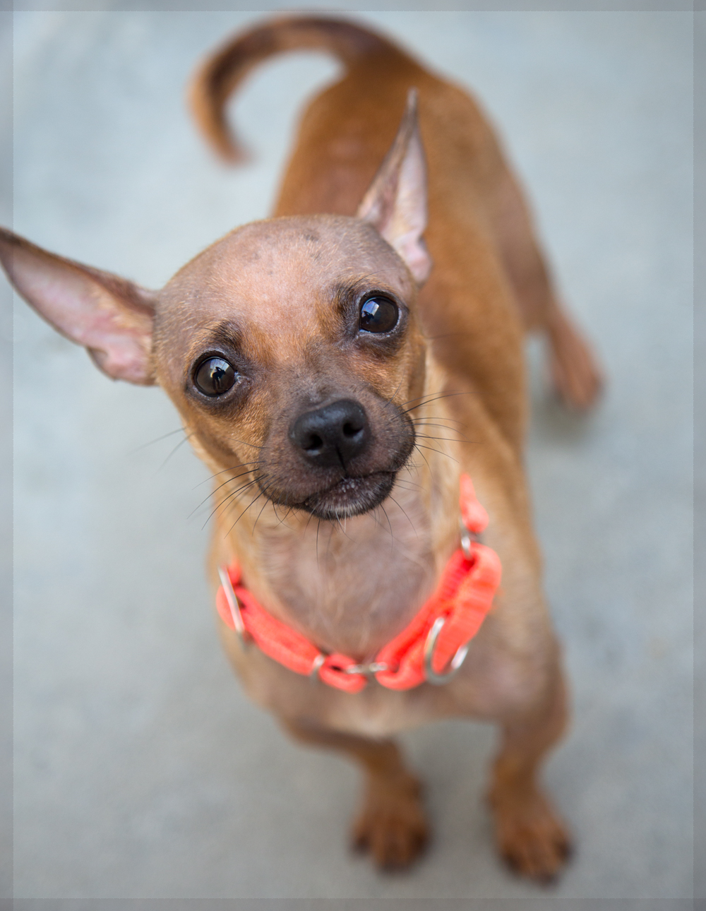 Shelter Dogs of Portland "GARBANZO" sweetest little Chi bean