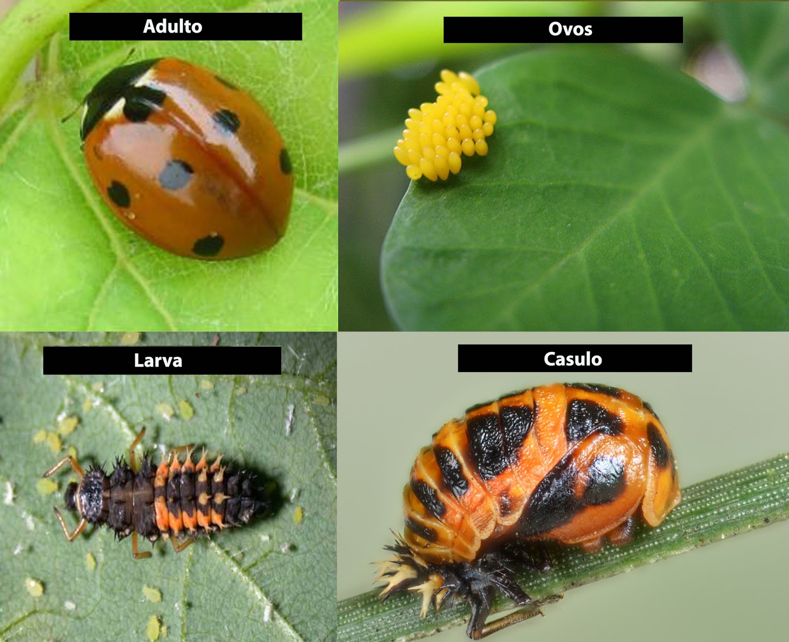 BIBOCA AMBIENTAL : JOANINHA