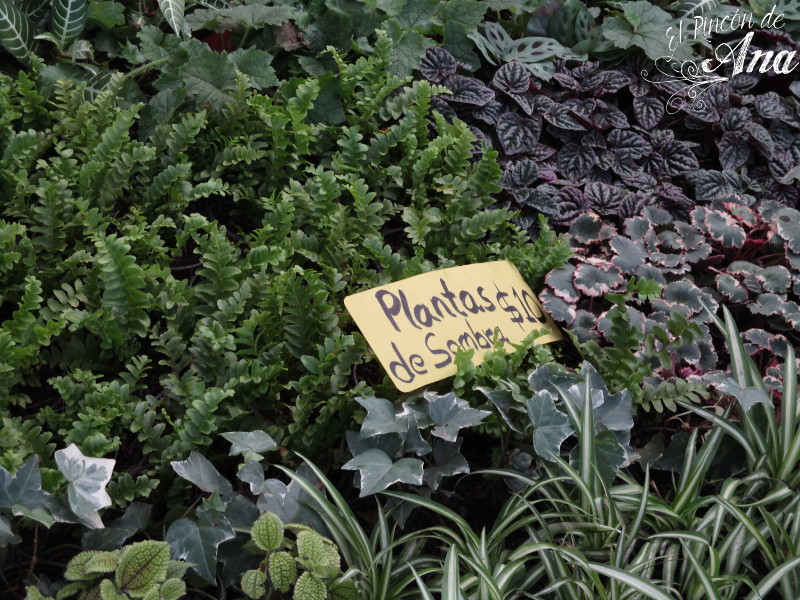 feria de la candelaria 2017