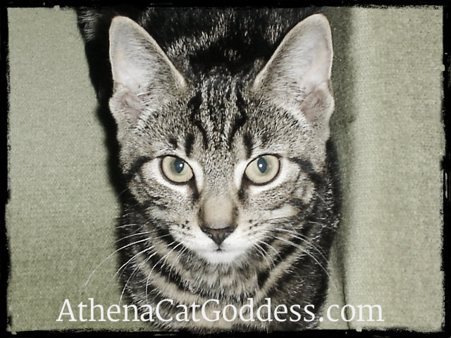 Athena kitten