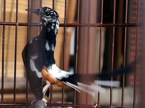 Mengetahui Penyebab Warna Bulu Blorok Burung Murai Batu Paling