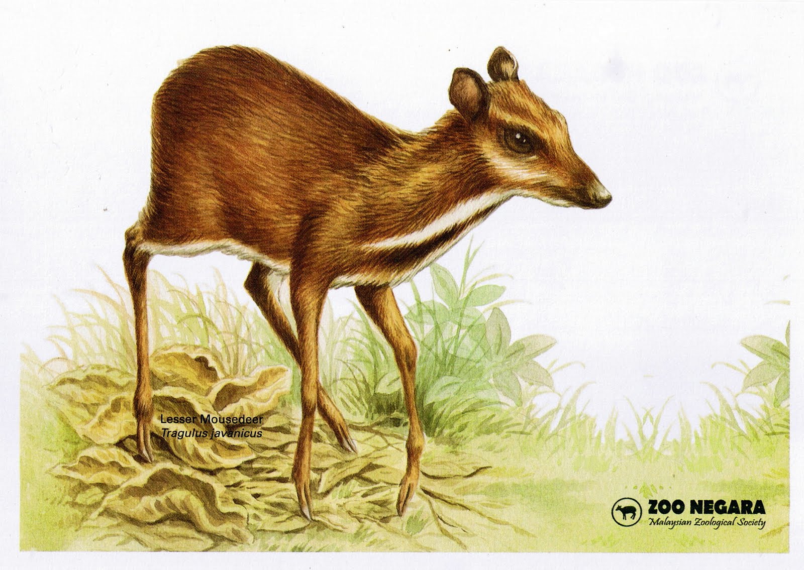 32 Gambar Ilustrasi Cerita Kancil | Gambarilus
