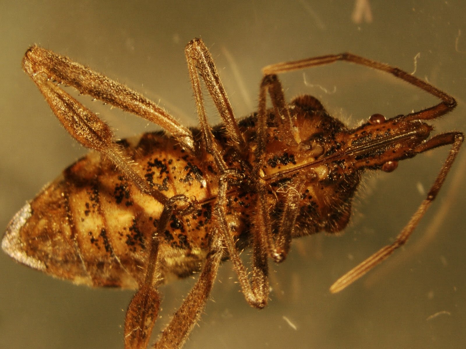 Creepy Dreadful Wonderful Parasites: March 2012