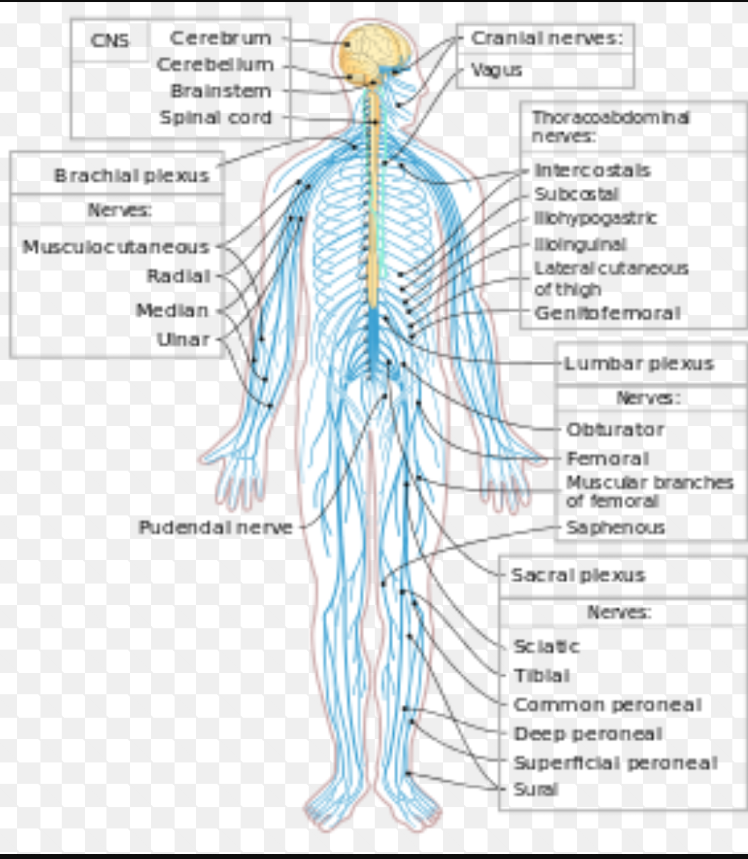 Sistem Organ Saraf Homecare