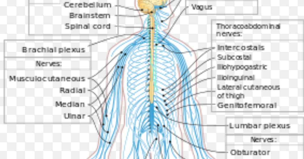Ringkasan Biologi tentang Sistem Saraf - cekrisna